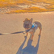 Bugz is registered to the contest to win money with this photo: dog, french_bulldog, cowboy_hat, harness, leash, shadow, pavement, grass, sunlight, outdoor, pet, animal, cute, walking, standing, small_dog, brown, black, tan, daytime