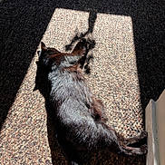 Mickey joined the competition — help win amazing prizes! animal, black_cat, carpet, cat, comfort, cozy, domestic_cat, feline, floor, home, indoor, laying_down, pet, relaxing, resting, shadow, sleeping, sunbeam, sunlight, warm