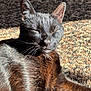 Mickey is registered to the contest to win money with this photo: animal, black_cat, carpet, cat, closeup, cozy, cute, feline, fur, indoor, mammal, pet, portrait, relaxing, resting, sleeping, sunbeam, sunlight, texture, whiskers