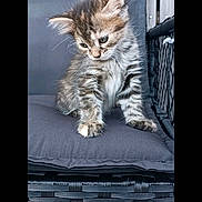 Bichette participe au concours pour gagner de l'argent avec cette photo : cat, kitten, animal, fur, fluffy, gray, brown, striped, sitting, chair, cushion, outdoor, patio, furniture, whiskers, ears, eyes, portrait, vertical_photo, smartphone_screenshot