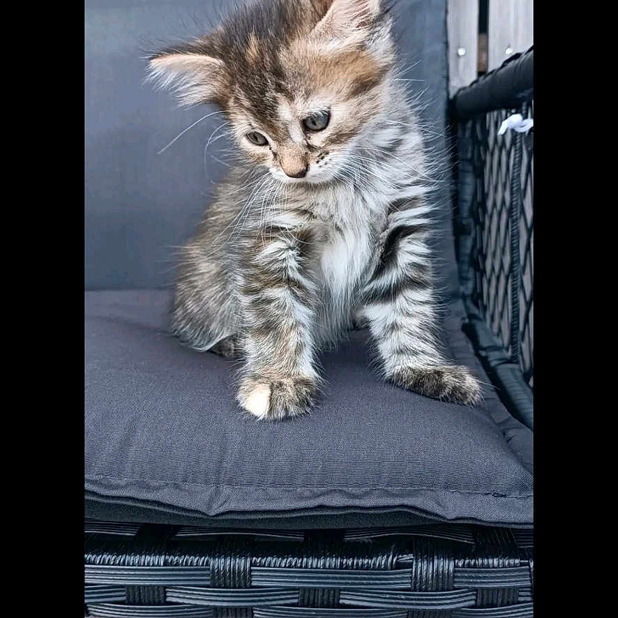 Bichette participe au concours pour gagner de l'argent avec cette photo : cat, kitten, animal, fur, fluffy, gray, brown, striped, sitting, chair, cushion, outdoor, patio, furniture, whiskers, ears, eyes, portrait, vertical_photo, smartphone_screenshot