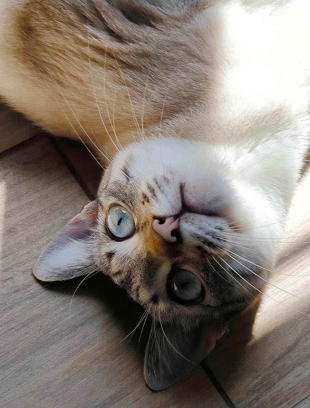 Indy a rejoint le concours — aidez-le/la à gagner de superbes lots ! abyssinian, angora, animal, bodypart, cat, electronics, face, hardware, hardwood, head, kitten, manx, mouth, person, pet, photography, portrait, siamese, sleeping, wood