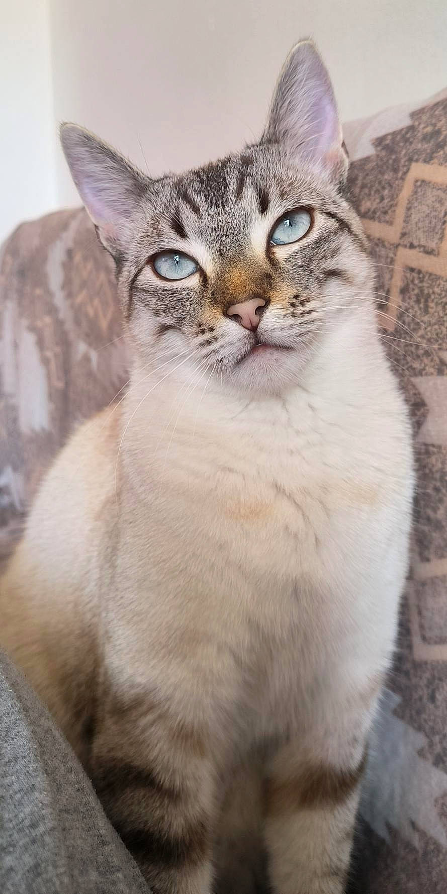 Indy participe au concours pour gagner de l'argent avec cette photo : abyssinian, angora, animal, cat, cushion, homedecor, kitten, manx, pet, siamese