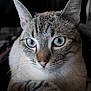 Indy a rejoint le concours — aidez-le/la à gagner de superbes lots ! animal, blue_eyes, calm, cat, close_up, cute, detail, ears, face, feline, fur, indoor, looking_away, mammal, pet, portrait, relaxed, soft_light, tabby, whiskers
