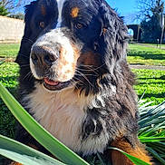 Twister participe au concours pour gagner de l'argent avec cette photo : animal, bernese_mountain_dog, black, blue_sky, brown, close_up, dog, ears, fur, grass, greenery, happy, leaf, muzzle, nature, outdoor, pet, sunlight, tongue, white