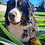 animal, bernese_mountain_dog, black, blue_sky, brown, close_up, dog, ears, fur, grass, greenery, happy, leaf, muzzle, nature, outdoor, pet, sunlight, tongue, white