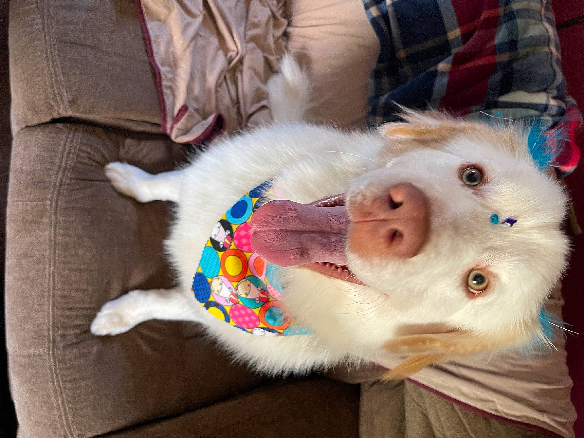 Cardi joined the competition — help win amazing prizes! canidae, carnivore, comfort, companion_dog, dog, dog_breed, felidae, fur, fur_clothing, pattern, plaid, plush, selfie, small_to_medium_sized_cats, sporting_group, stuffed_toy, tartan, textile, whiskers, white