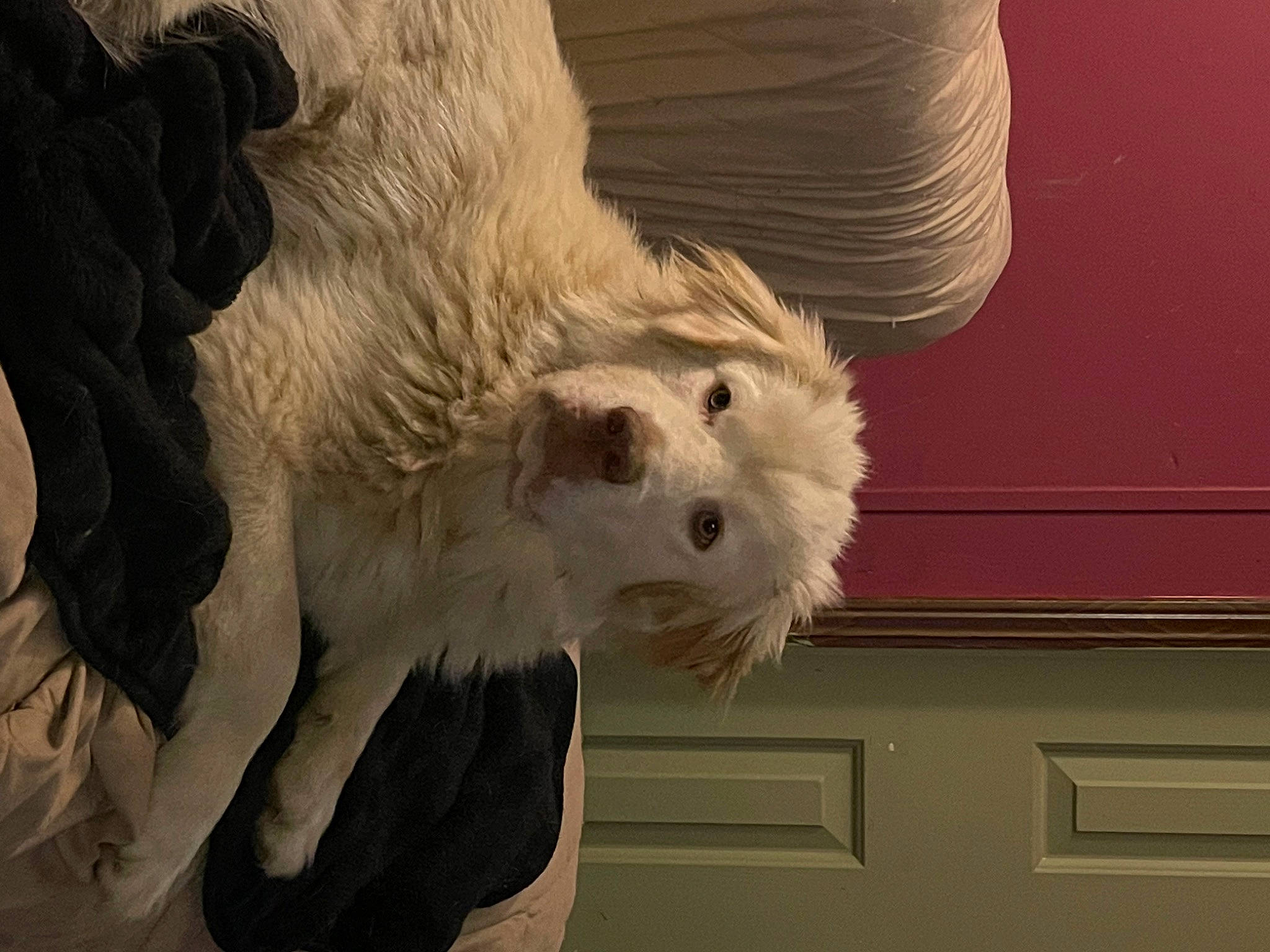 Cardi is registered to the contest to win money with this photo: art, canidae, carnivore, claw, cockatoo, companion_dog, dog_breed, fawn, feather, felidae, fur, sheep, small_to_medium_sized_cats, snout, sporting_group, tail, whiskers, wood, wool, working_animal