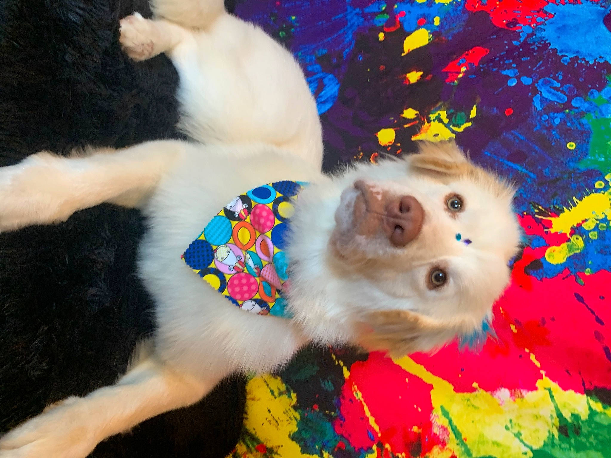 Cardi is registered to the contest to win money with this photo: art, canidae, carnivore, cat, companion_dog, dog, dog_breed, dog_clothes, dog_supply, electric_blue, fawn, fur, holiday, paw, selfie, snout, sporting_group, tail, toy_dog, whiskers