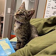 Millie joined the competition — help win amazing prizes! cat, kitten, tabby, collar, bell, green_blanket, mirror, indoor, curious, pet, feline, animal, domestic, looking_up, bedroom, cozy, fur, whiskers, young, sitting