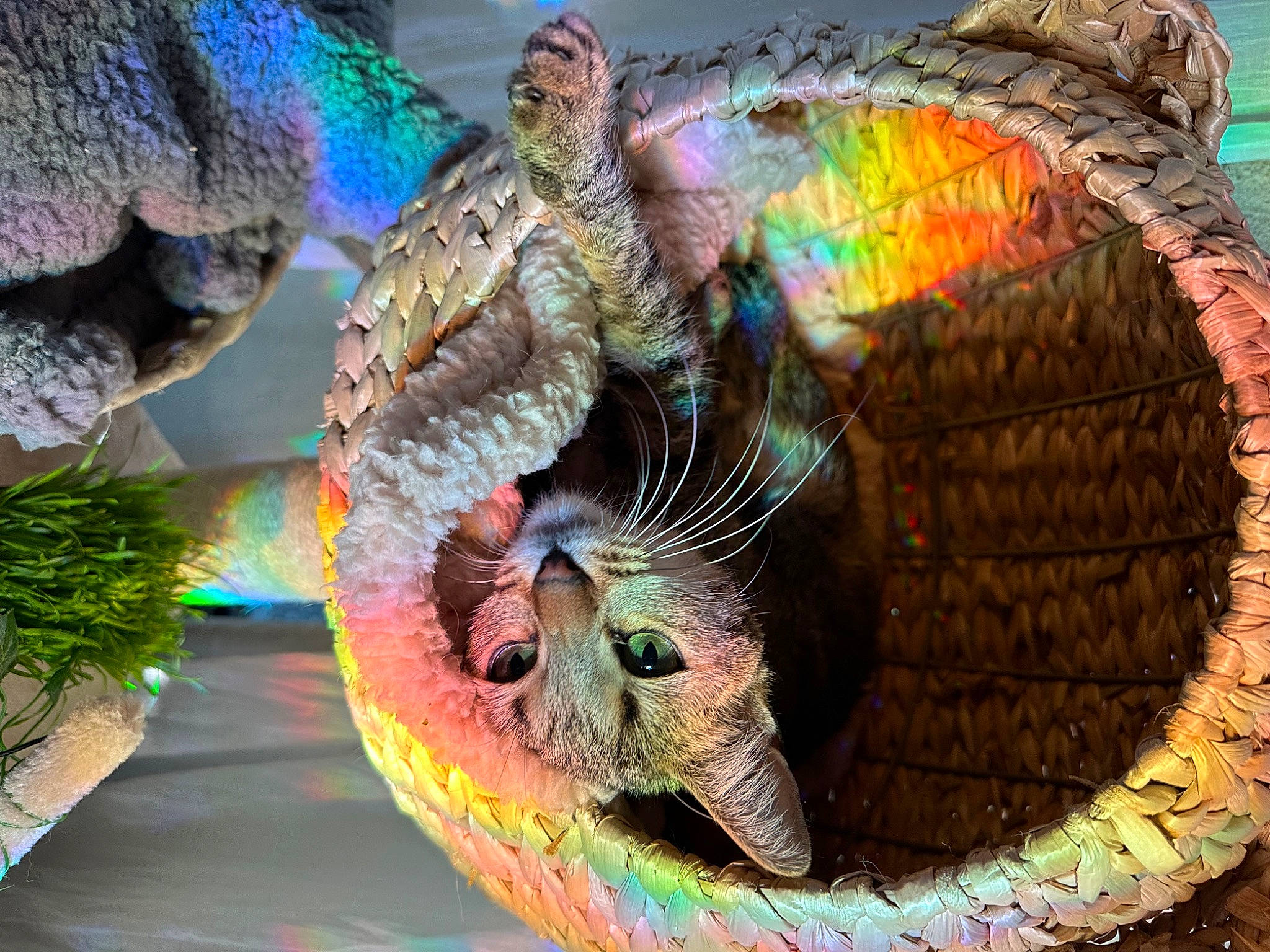 Kiwi is registered to the contest to win money with this photo: art, automotive_wheel_system, circle, entertainment, event, feather, fun, grass, leisure, performing_arts, plant, sculpture, tail, terrestrial_animal, toy, tree, visual_arts, wheel, wildlife, wing