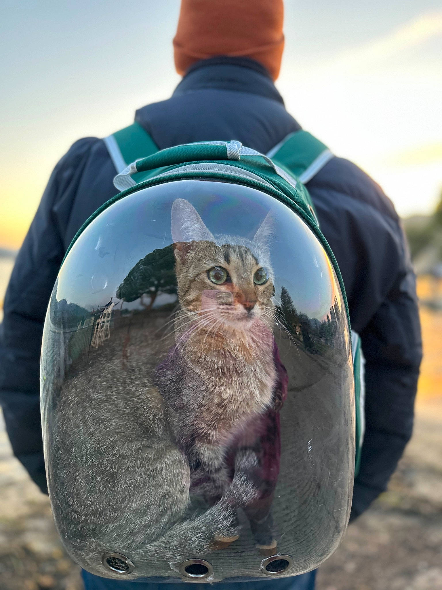 Kiwi is registered to the contest to win money with this photo: carnivore, cat, domestic_short_haired_cat, electric_blue, felidae, freezing, fur, gesture, grass, grey, outerwear, people_in_nature, recreation, sky, sleeve, small_to_medium_sized_cats, tail, vertebrate, whiskers, winter
