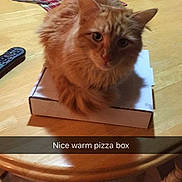 Mr Kitty joined the competition — help win amazing prizes!