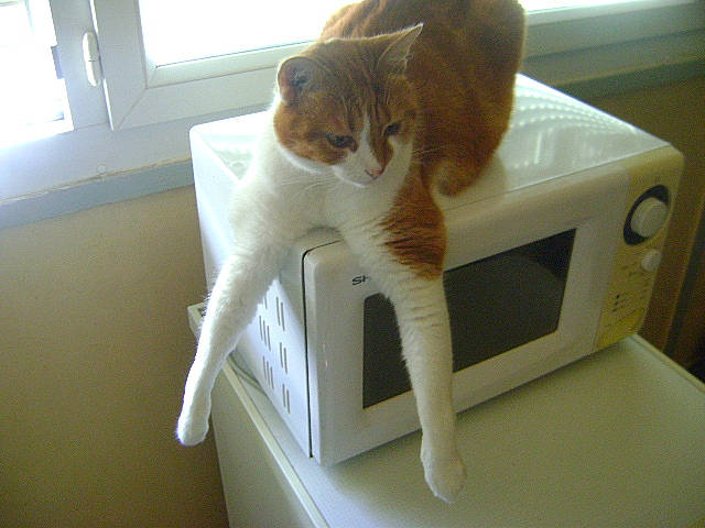 Lylou a rejoint le concours — aidez-le/la à gagner de superbes lots ! carnivore, cat, cat_furniture, cat_supply, comfort, domestic_short_haired_cat, fawn, felidae, fur, home_appliance, paw, peripheral, pet_supply, room, small_to_medium_sized_cats, snout, tail, whiskers, window, wood