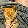 Cerberus is registered to the contest to win money with this photo: kitten, orange_cat, cat, pet, sleepy, cute, furry, hand, finger, snuggling, gray_sweater, texture, closeup, indoor, comfort, warm, fur, paw, young, resting