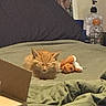 Cerberus joined the competition — help win amazing prizes! bed, blanket, cardboard_box, cozy, cute, domestic, feline, fur, indoor, kitten, orange_cat, pet, pillow, plush_toy, quiet, relaxing, resting, sleeping, small_animal, soft
