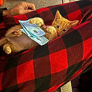 Cerberus is registered to the contest to win money with this photo: cat, couch, cozy, currency, cute, feline, hand, indoor, kitten, lap, money, orange_cat, paw, person, pet, playing, red_and_black_checkered_pants, relaxed, small_animal, toy_gun