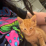 Cerberus is registered to the contest to win money with this photo: kitten, orange_cat, person, lap, tshirt, graphic_tshirt, indoor, casual, tattoo, hair, drawer, clothing, resting, cute, pet, feline, young_animal, comfort, relaxed, closeup