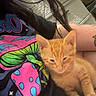 kitten, orange_cat, person, lap, tshirt, graphic_tshirt, indoor, casual, tattoo, hair, drawer, clothing, resting, cute, pet, feline, young_animal, comfort, relaxed, closeup