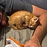 Cerberus is registered to the contest to win money with this photo: arm, bed, blanket, casual, cat, closeup, comfort, cuddle, fur, indoor, kitten, nap, orange_cat, person, plush_toy, relaxation, resting, skin, sleeping, toy