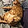 Mr. Kibbles