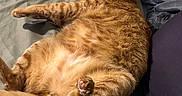 Mr. Kibbles is registered to the contest to win money with this photo: cat, ginger_cat, feline, pet, indoor, bed, pillow, blanket, resting, relaxed, fluffy, fur, paw, side_view, domestic_animal, cute, sleepy, cozy, animal, mammal