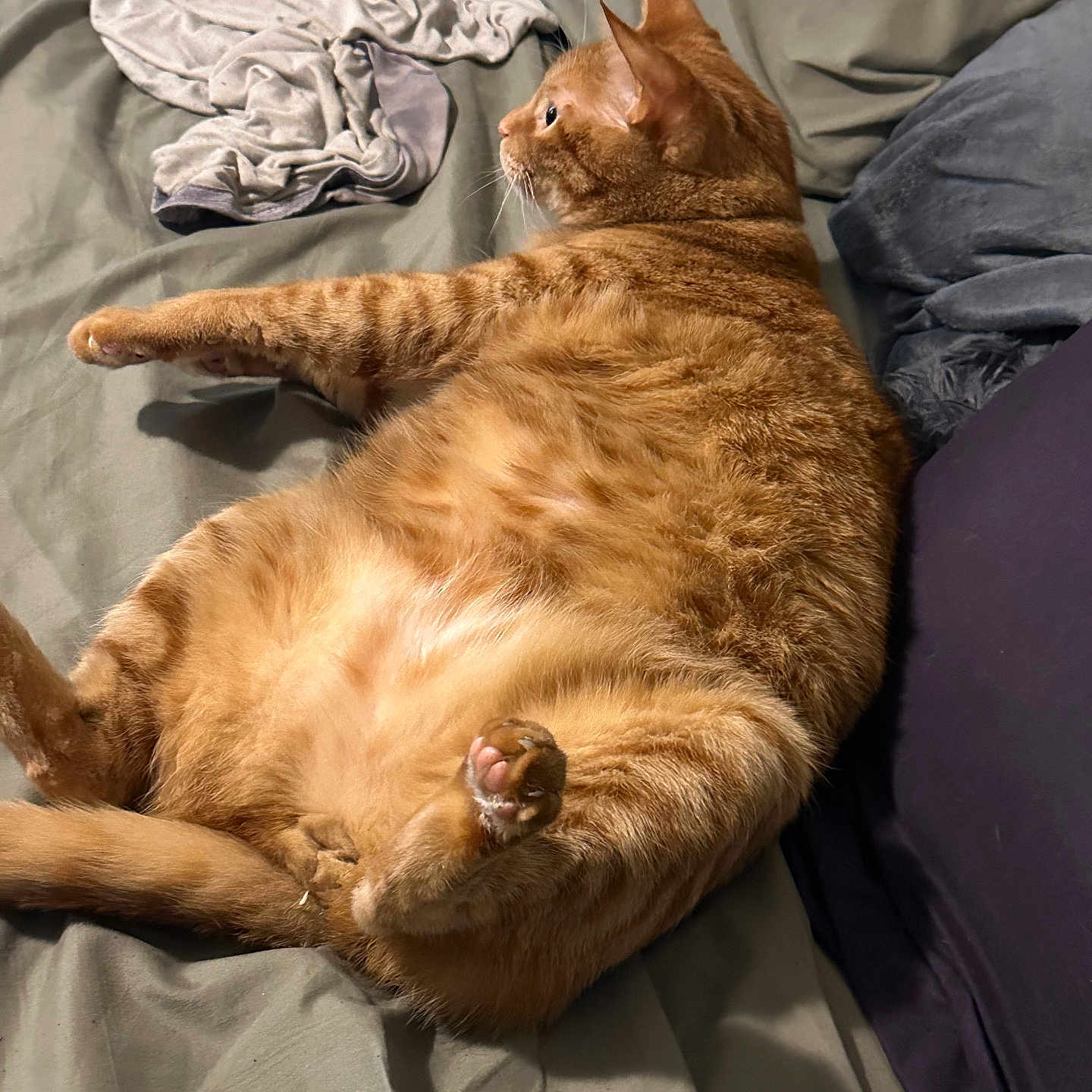 Mr. Kibbles