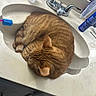 Mr. Kibbles joined the competition — help win amazing prizes! cat, orange_tabby, sink, bathroom, toothbrush, toothpaste, cup, countertop, curled_up, sleeping, domestic_cat, feline, fur, whiskers, claws, household, pet, resting, cozy, indoor