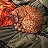animal, bed, blanket, cat, comfort, cozy, curled_up, cute, domestic_cat, fabric, fur, indoor, nap, orange_tabby, pet, relaxation, resting, sleeping, soft, warm