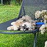 dog, outdoor_chair, grass, flower, garden, relaxed, fluffy, pet, nature, resting, greenery, summer, canine, lazy, sunlight, black_chair, small_dog, fur, peaceful, leisure