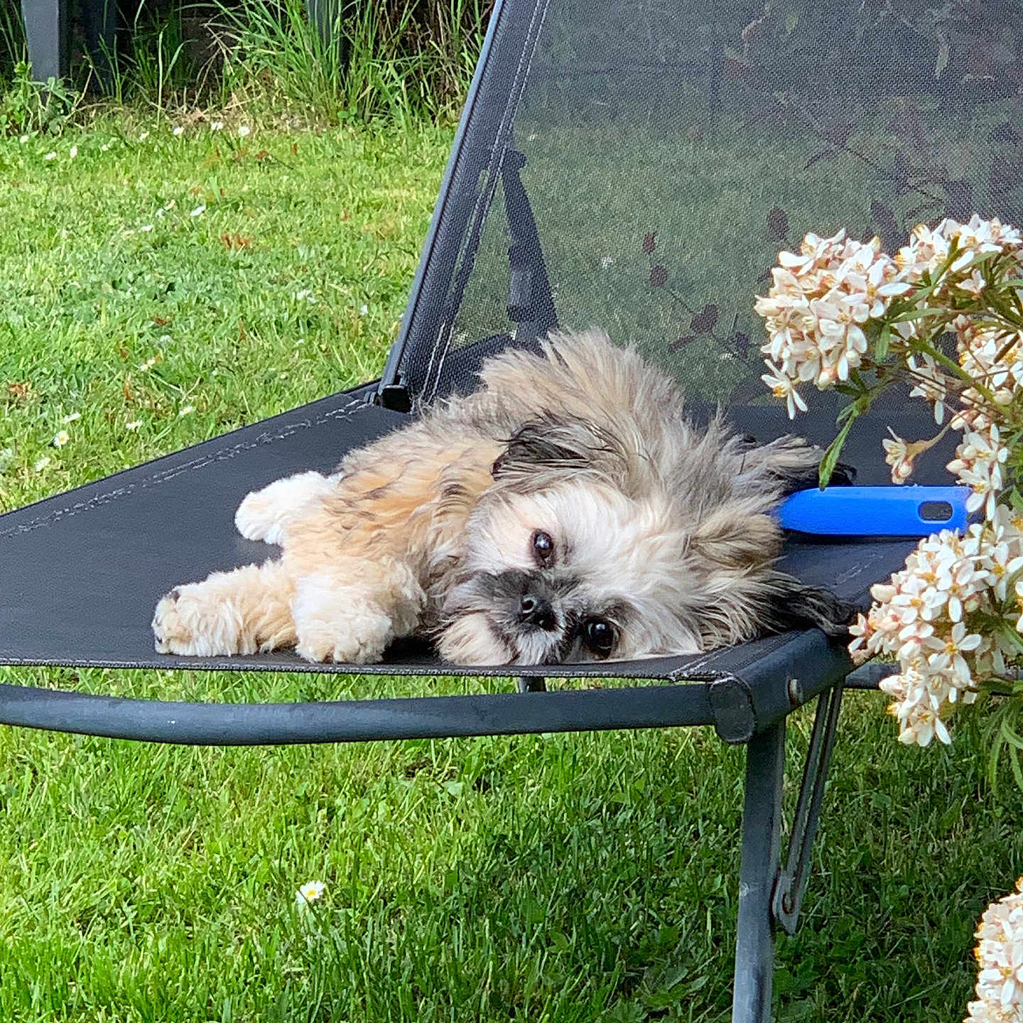 Tina participe au concours pour gagner de l'argent avec cette photo : dog, outdoor_chair, grass, flower, garden, relaxed, fluffy, pet, nature, resting, greenery, summer, canine, lazy, sunlight, black_chair, small_dog, fur, peaceful, leisure