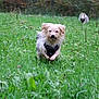 Sunny participe au concours pour gagner de l'argent avec cette photo : dog, running, grass, meadow, outdoor, nature, green, harness, animal, canine, playful, field, blurred_background, two_dogs, fur, motion, daylight, wildlife, pets, energetic