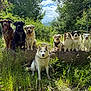 Sunny a rejoint le concours — aidez-le/la à gagner de superbes lots ! dog, outdoor, nature, grass, rocks, sky, greenery, sunlight, pets, canine, group, happy, sitting, standing, forest, leaves, smiling, animal, mammal, summer