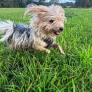 Sunny a rejoint le concours — aidez-le/la à gagner de superbes lots ! dog, running, grass, outdoor, field, nature, sky, clouds, happy, playful, fur, canine, pet, animal, greenery, daytime, energy, movement, grassland, trees
