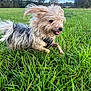 dog, running, grass, outdoor, field, nature, sky, clouds, happy, playful, fur, canine, pet, animal, greenery, daytime, energy, movement, grassland, trees
