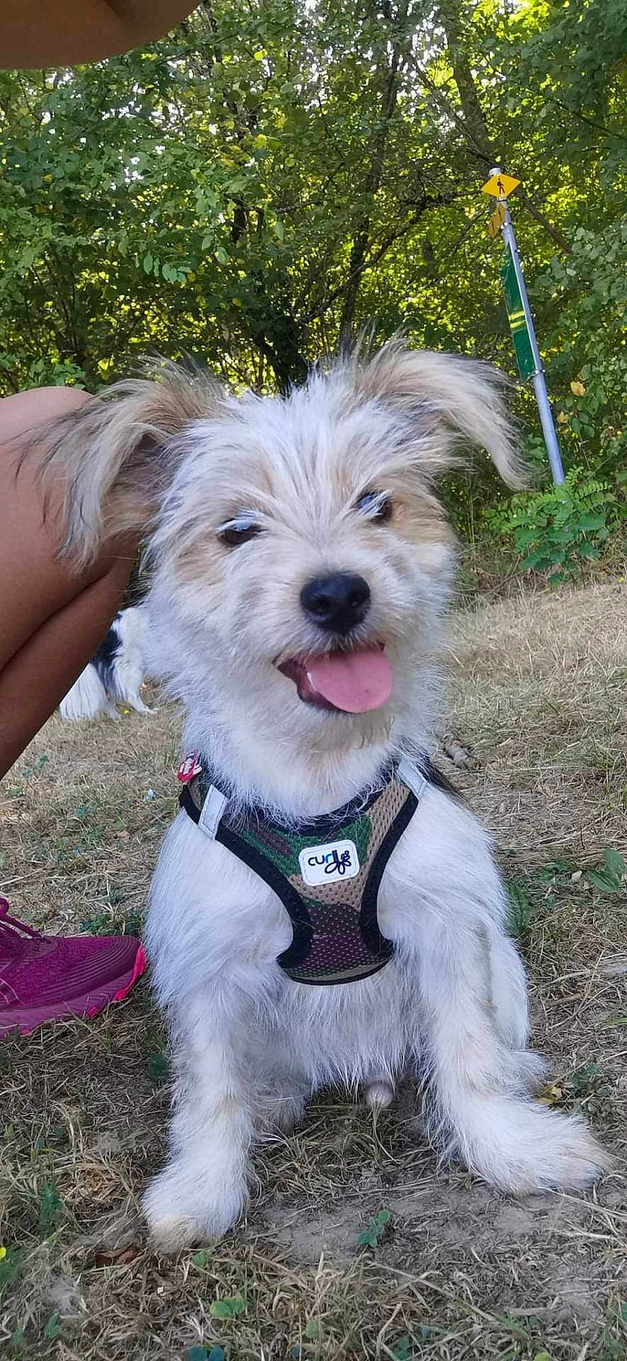 Sunny participe au concours pour gagner de l'argent avec cette photo : dog, puppy, outdoor, grass, harness, tongue_out, happy, pet, canine, nature, trees, person, shoe, summer, sunlight, animal, fur, sitting, playful, park