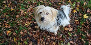 Sunny participe au concours pour gagner de l'argent avec cette photo : dog, autumn, leaves, outdoor, grass, scruffy, curious, pet, fur, nature, fall, brown, white, gray, small_dog, canine, looking_up, season, leaf_litter, ground