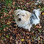dog, autumn, leaves, outdoor, grass, scruffy, curious, pet, fur, nature, fall, brown, white, gray, small_dog, canine, looking_up, season, leaf_litter, ground