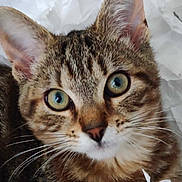 Shelby participe au concours pour gagner de l'argent avec cette photo : abyssinian, angora, animal, bag, cat, kitten, manx, paper, pet, plastic, plasticbag, towel