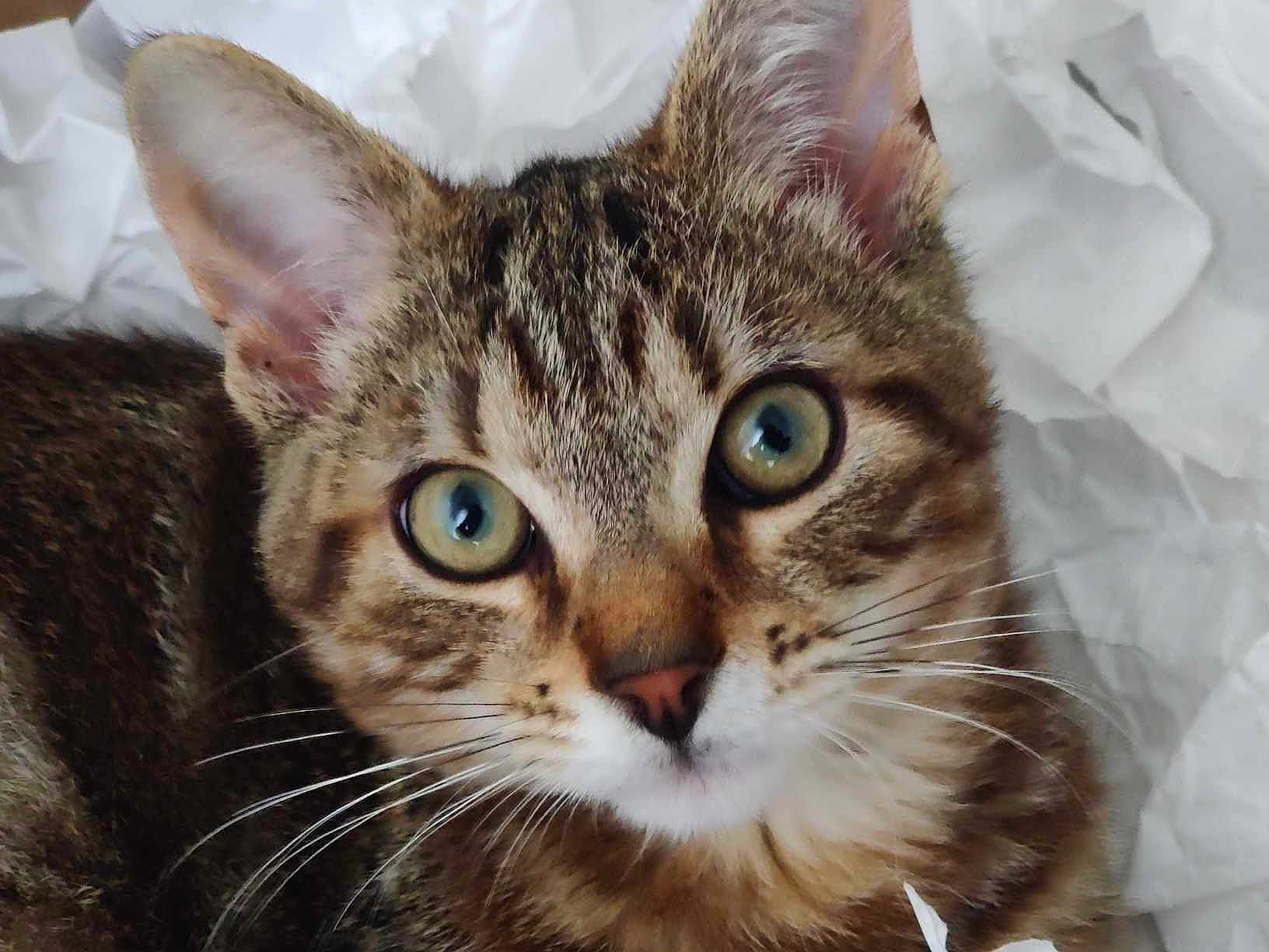 Shelby participe au concours pour gagner de l'argent avec cette photo : abyssinian, angora, animal, bag, cat, kitten, manx, paper, pet, plastic, plasticbag, towel