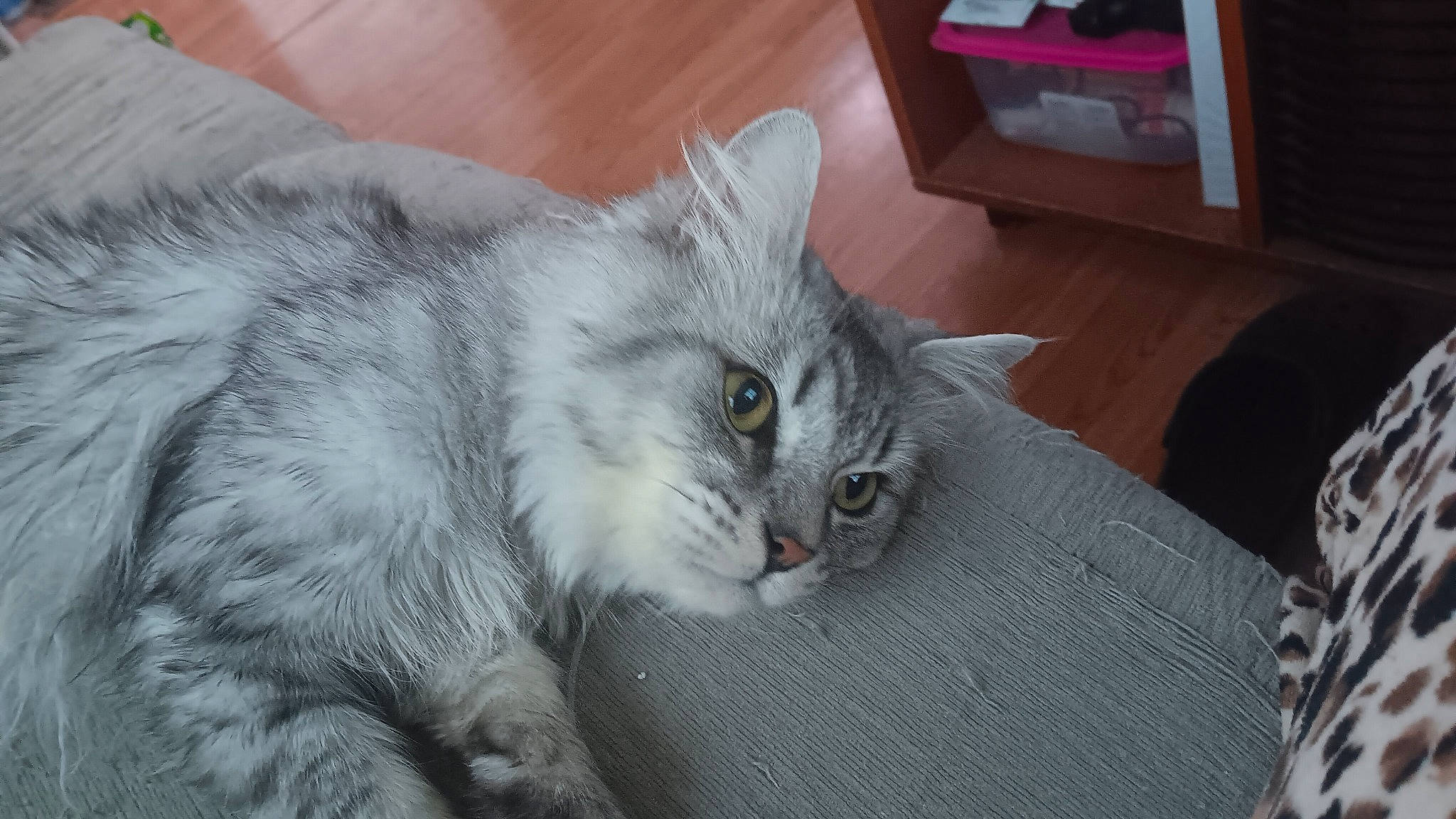 Skarlett is registered to the contest to win money with this photo: box, carnivore, cat, comfort, domestic_short_haired_cat, event, felidae, fur, grey, paw, small_to_medium_sized_cats, snout, tail, whiskers