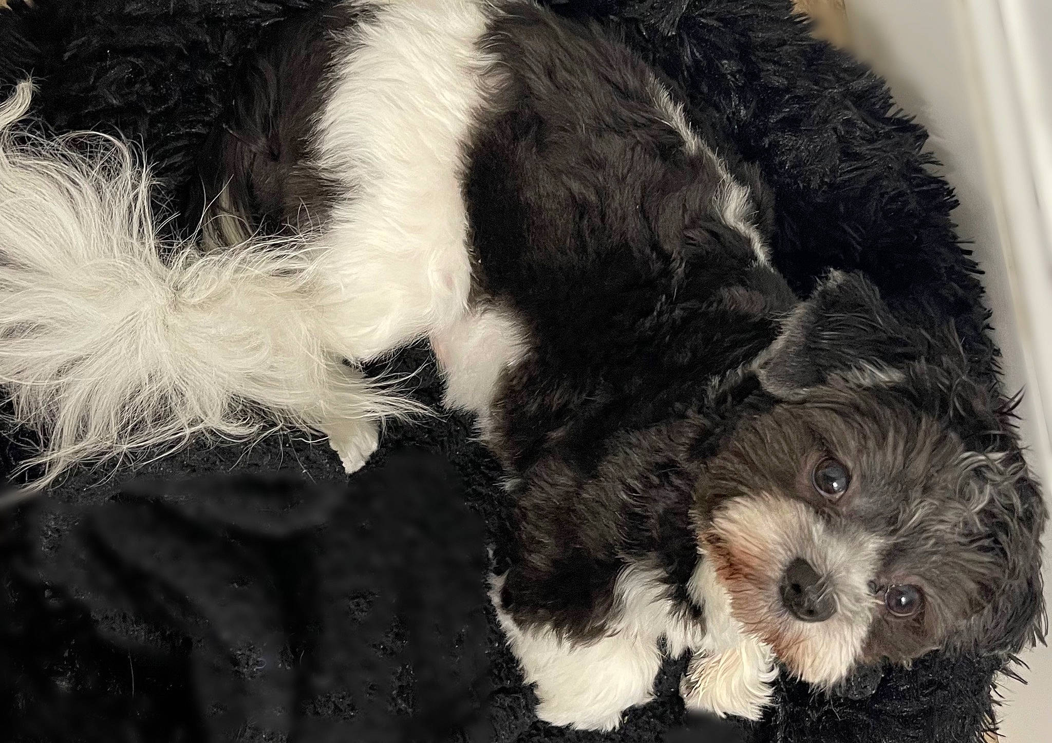 Jessie is registered to the contest to win money with this photo: carnivore, companion_dog, dog, dog_breed, fur, labradoodle, liver, paw, shih_poo, small_terrier, snout, sporting_group, tail, terrestrial_animal, terrier, toy_dog, water_dog, whiskers, working_animal, yorkipoo