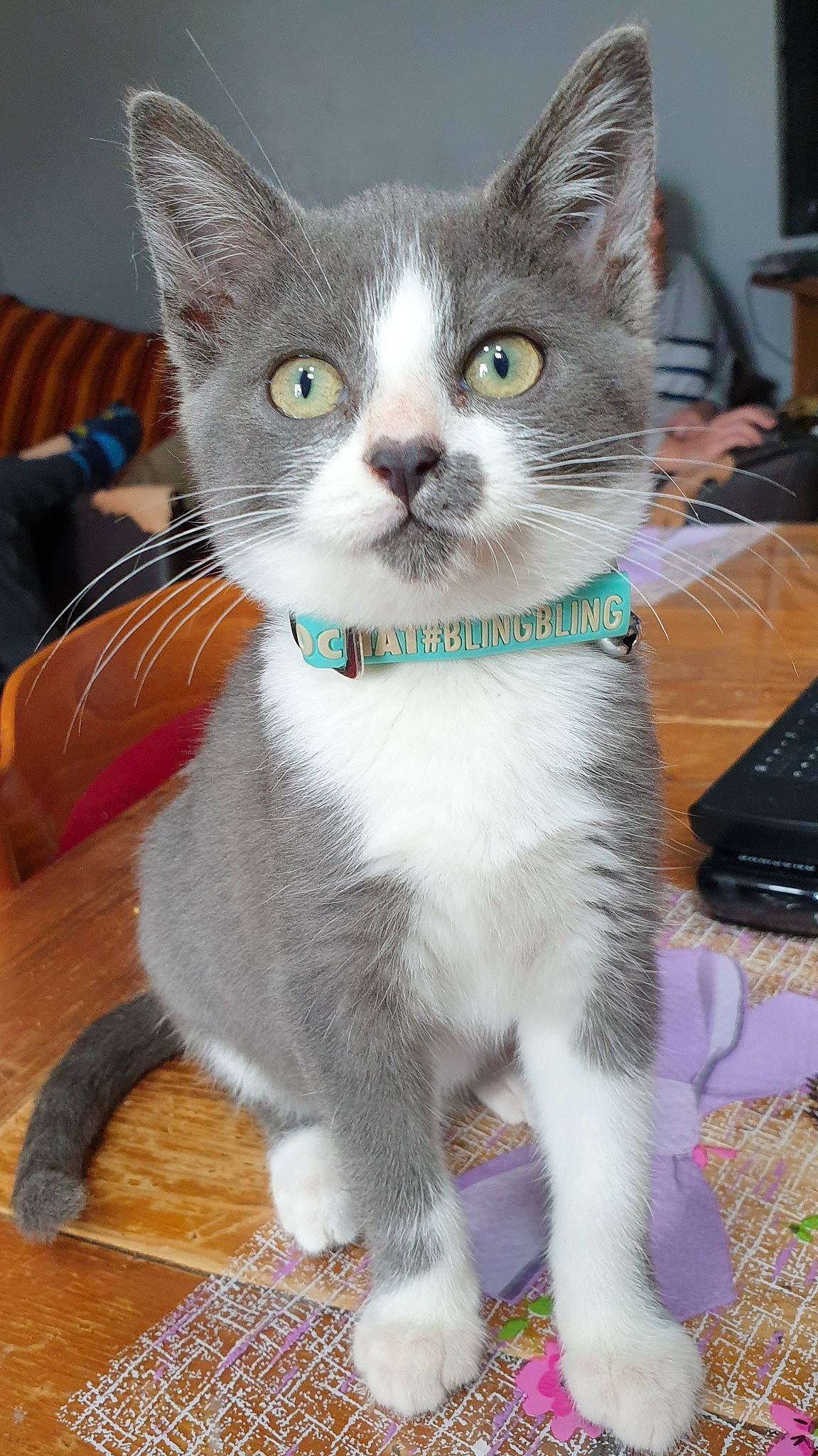 Rescapée a rejoint le concours — aidez-le/la à gagner de superbes lots ! aegean_cat, american_wirehair, asian, carnivore, cat, domestic_short_haired_cat, felidae, kitten, mammal, small_to_medium_sized_cats, vertebrate, whiskers