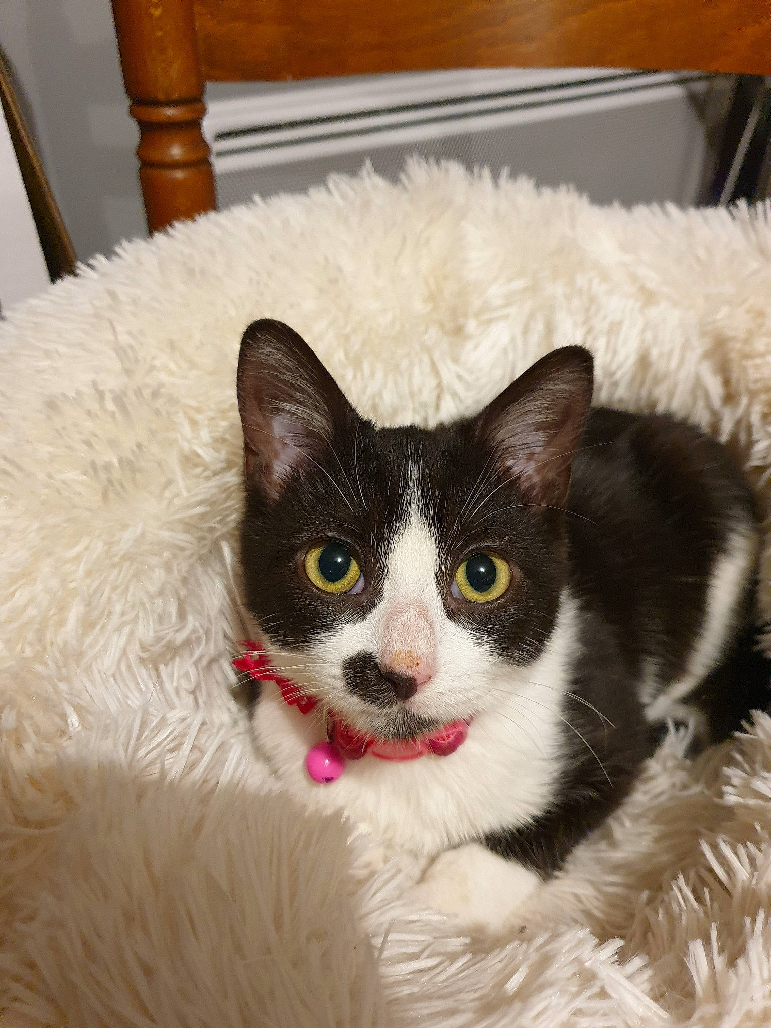 Pépite a rejoint le concours — aidez-le/la à gagner de superbes lots ! carnivore, cat, domestic_short_haired_cat, eye, felidae, fur, german_rex, kitten, mammal, small_to_medium_sized_cats, vertebrate, whiskers