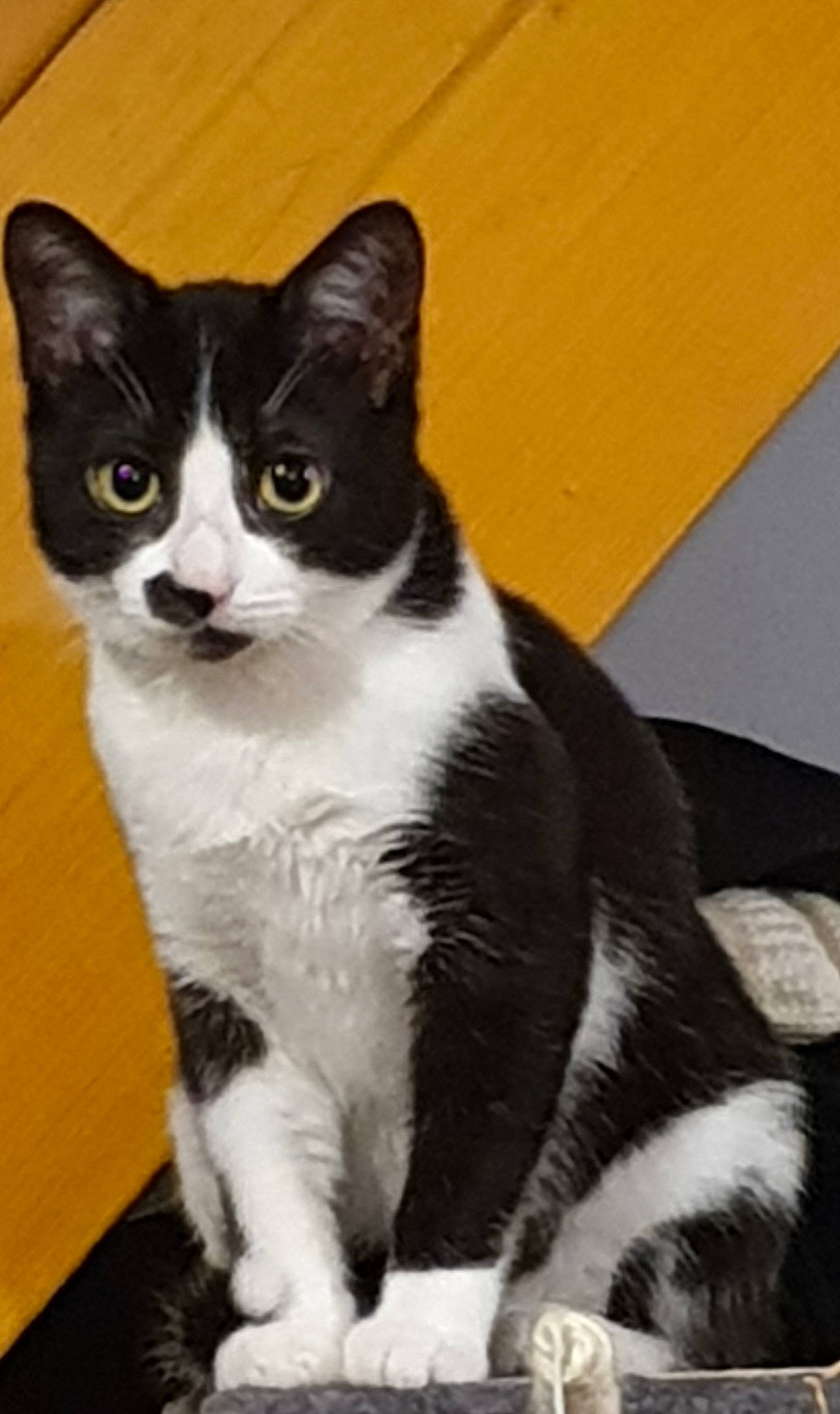 Pépite participe au concours pour gagner de l'argent avec cette photo : american_wirehair, black_and_white, carnivore, cat, domestic_short_haired_cat, european_shorthair, felidae, japanese_bobtail, kitten, mammal, polydactyl_cat, small_to_medium_sized_cats, tail, vertebrate, whiskers