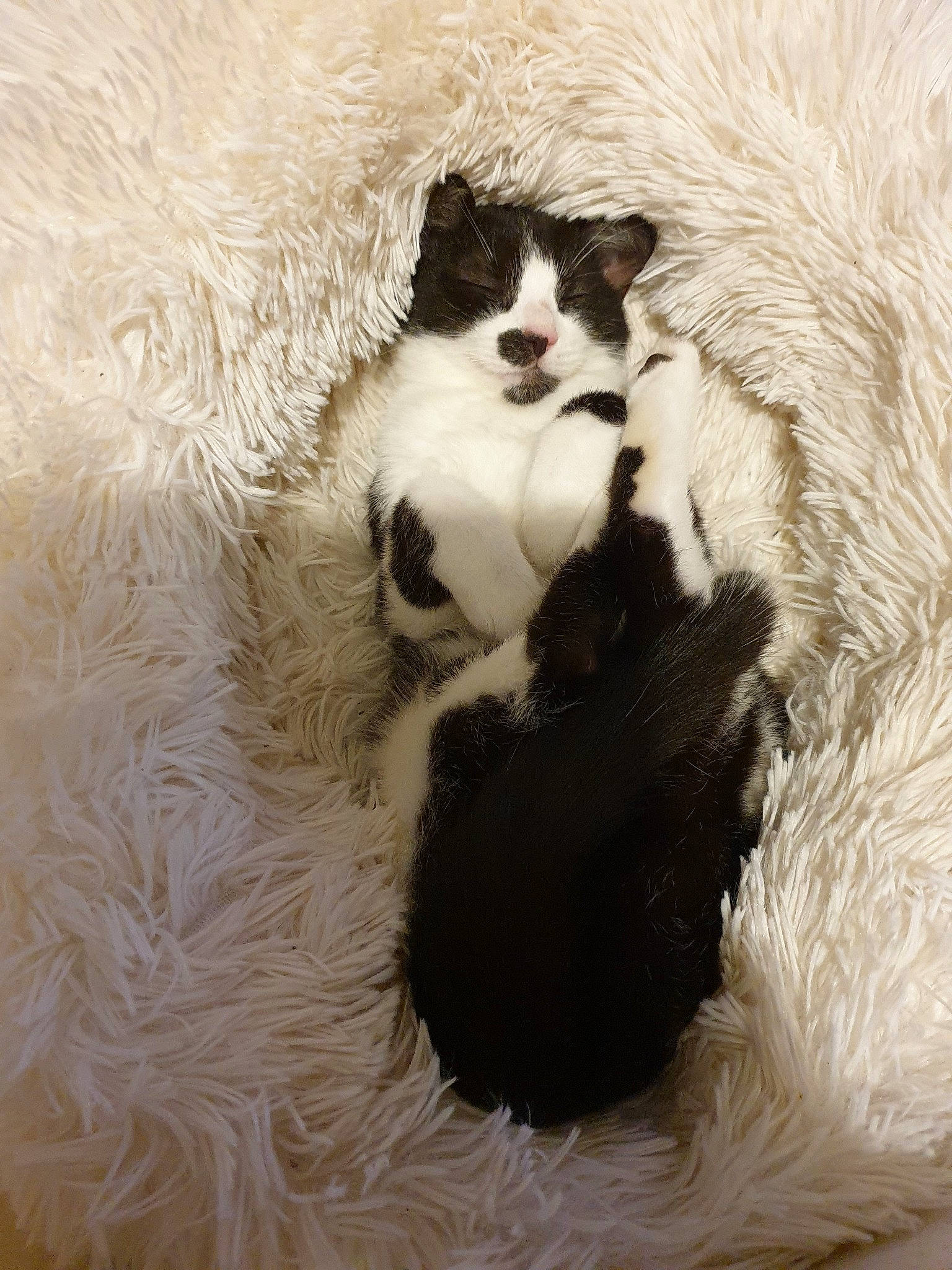 Pépite a rejoint le concours — aidez-le/la à gagner de superbes lots ! black_and_white, carnivore, cat, claw, felidae, fur, kitten, paw, small_to_medium_sized_cats, tail, whiskers