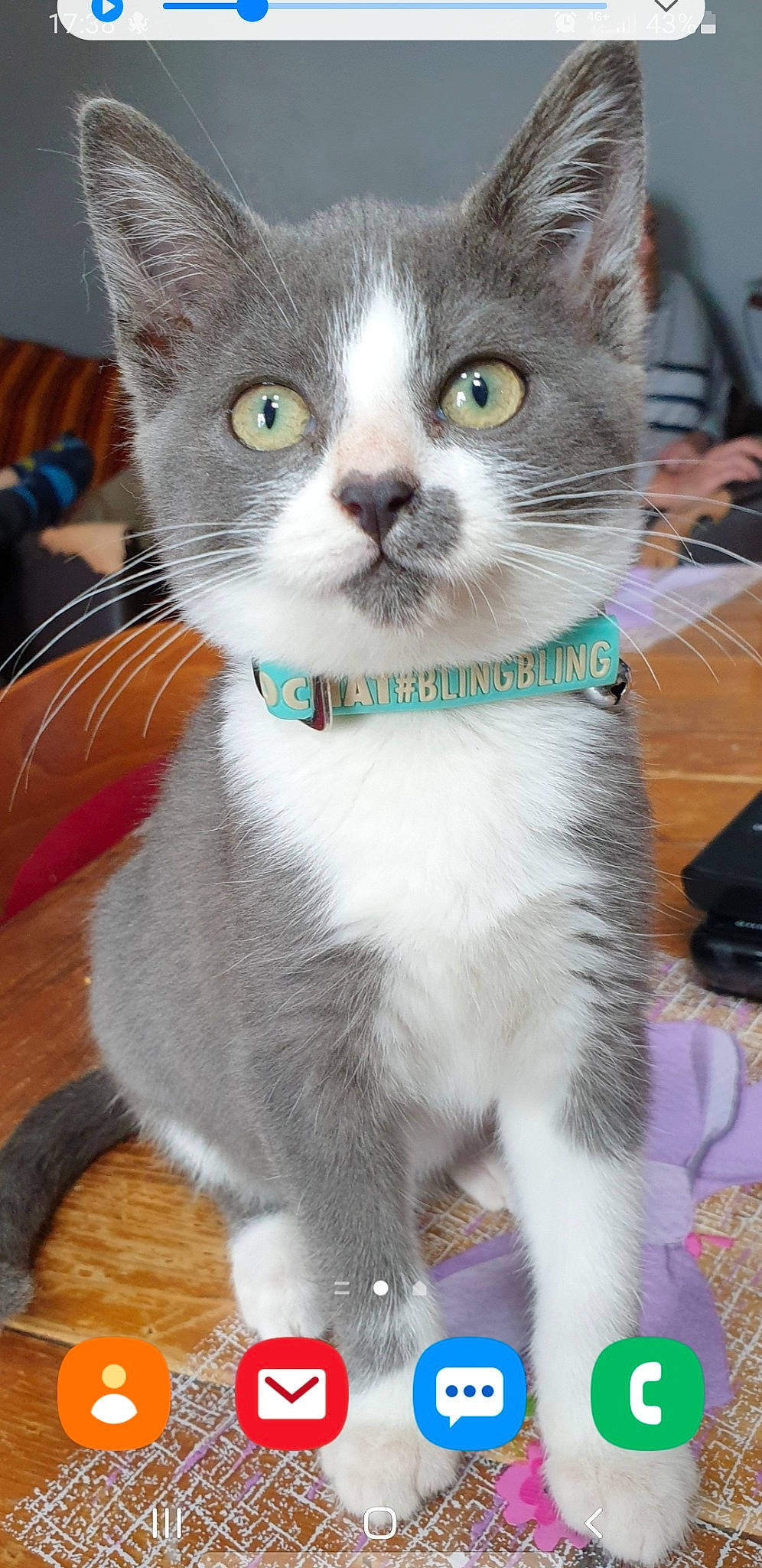 Rescapée participe au concours pour gagner de l'argent avec cette photo : aegean_cat, american_wirehair, asian, british_shorthair, carnivore, cat, domestic_short_haired_cat, fawn, felidae, kitten, mammal, scottish_fold, small_to_medium_sized_cats, snout, vertebrate, whiskers