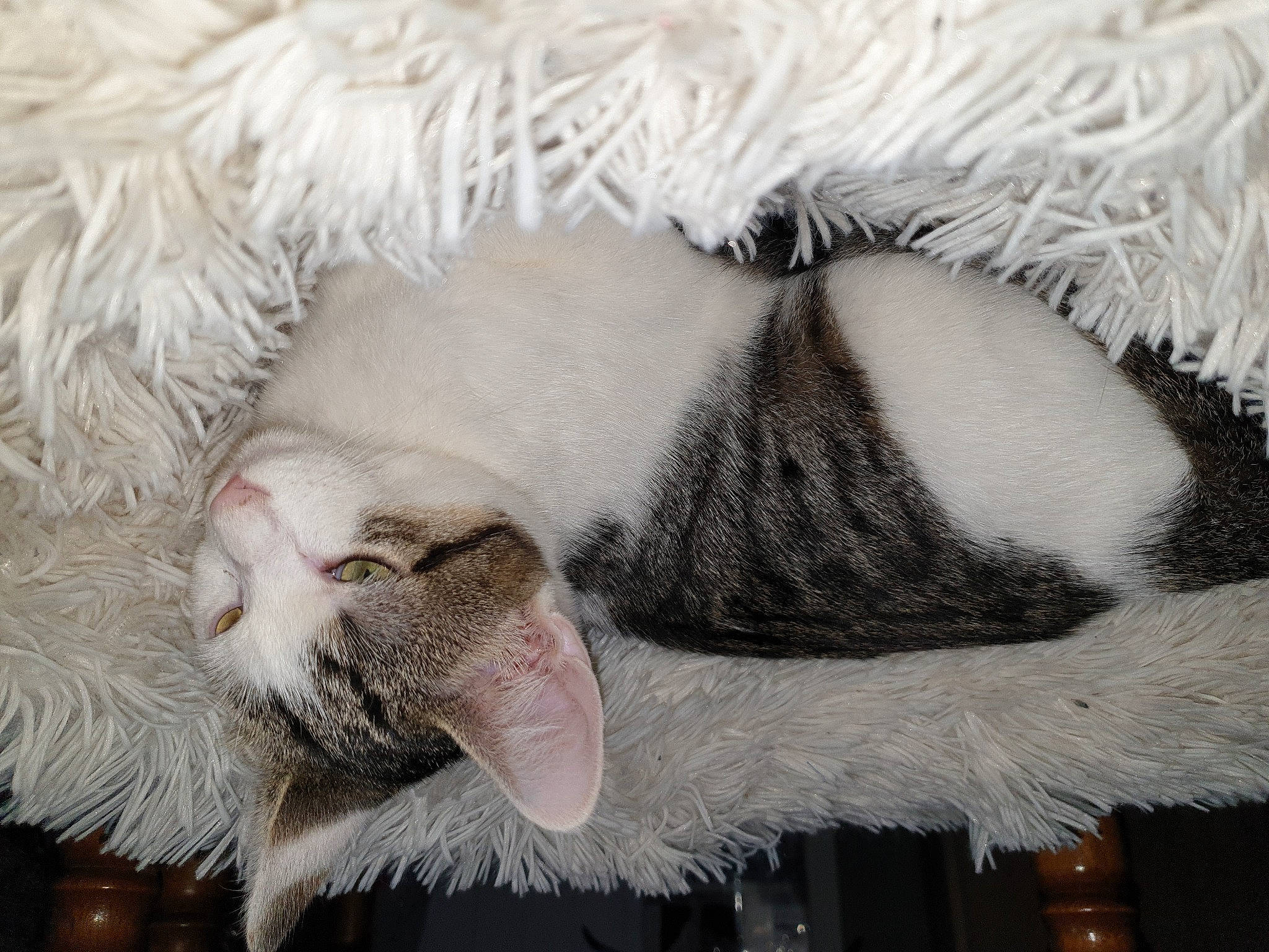 Rockette a rejoint le concours — aidez-le/la à gagner de superbes lots ! carnivore, cat, claw, felidae, fur, leg, paw, small_to_medium_sized_cats, tail, whiskers