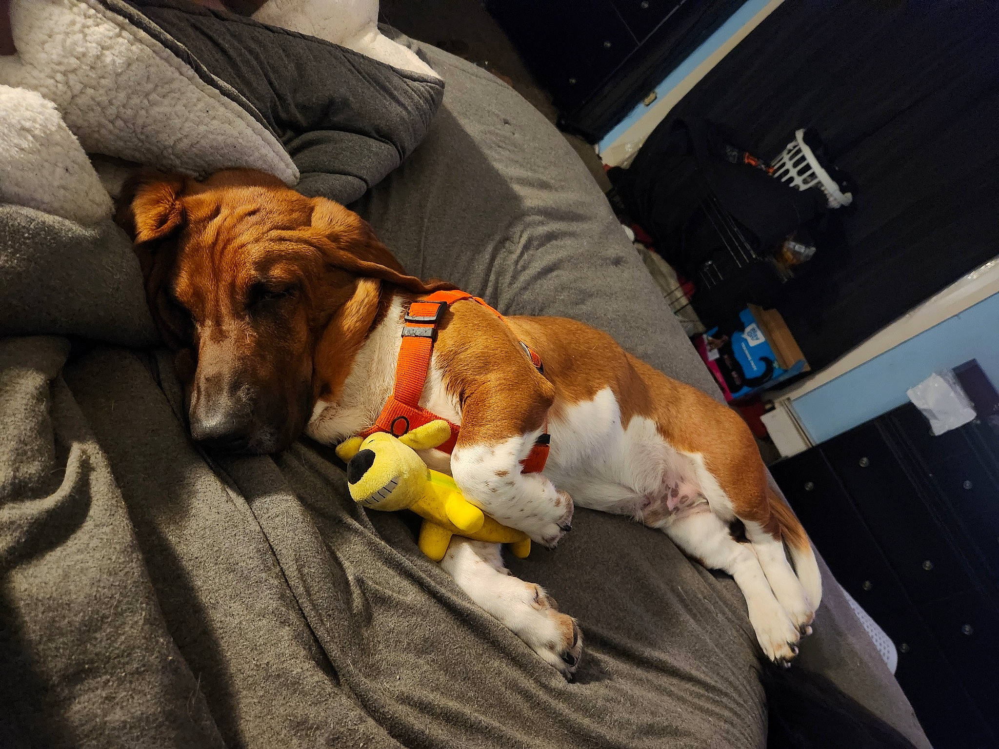 Yogi is registered to the contest to win money with this photo: canidae, car_seat, carnivore, collar, comfort, companion_dog, dog, dog_breed, dog_collar, dog_supply, fawn, fur, lap, leash, pet_supply, snout, sporting_group, working_animal