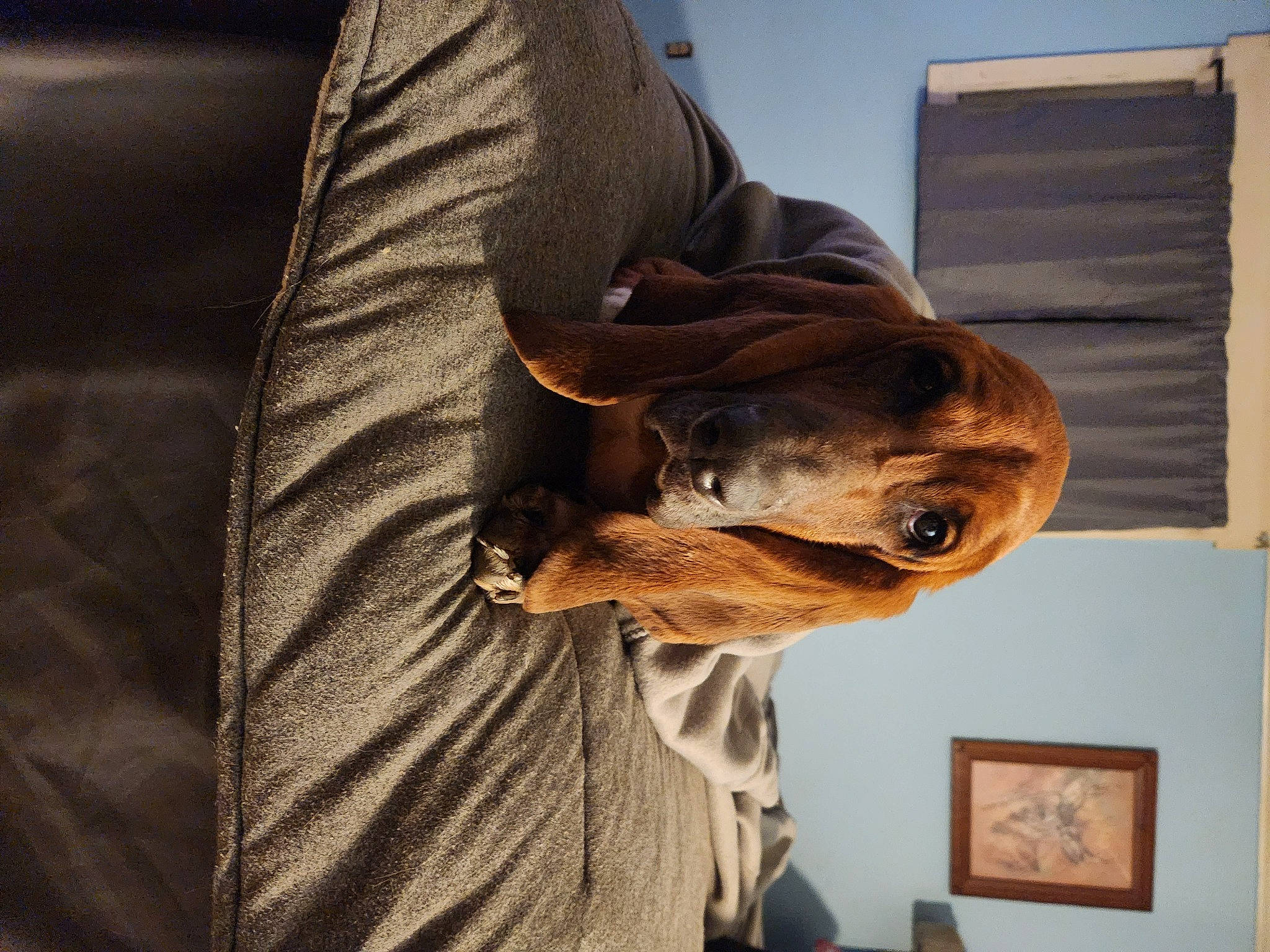 Yogi joined the competition — help win amazing prizes! canidae, carnivore, comfort, companion_dog, dog, dog_breed, fawn, guard_dog, military_camouflage, personal_protective_equipment, picture_frame, sporting_group, sunglasses, wood, working_animal, wrinkle